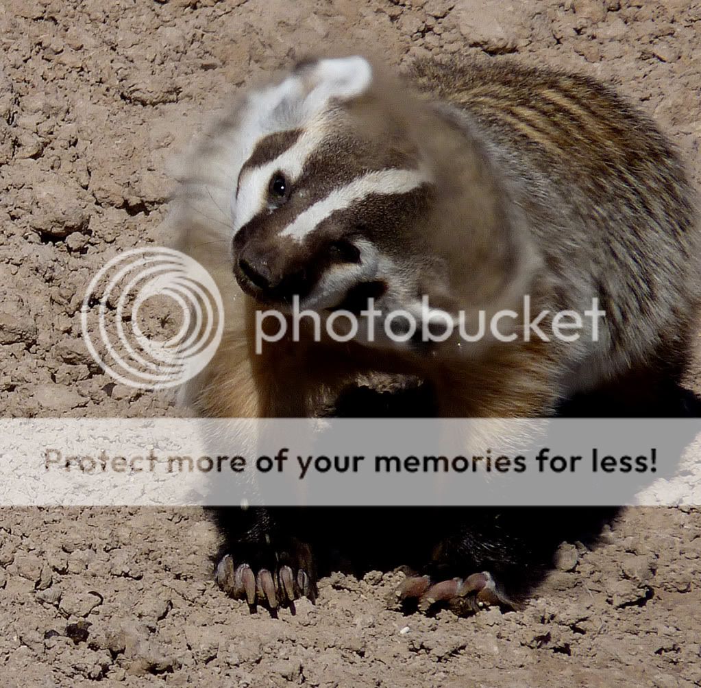 Badgers and Marmots